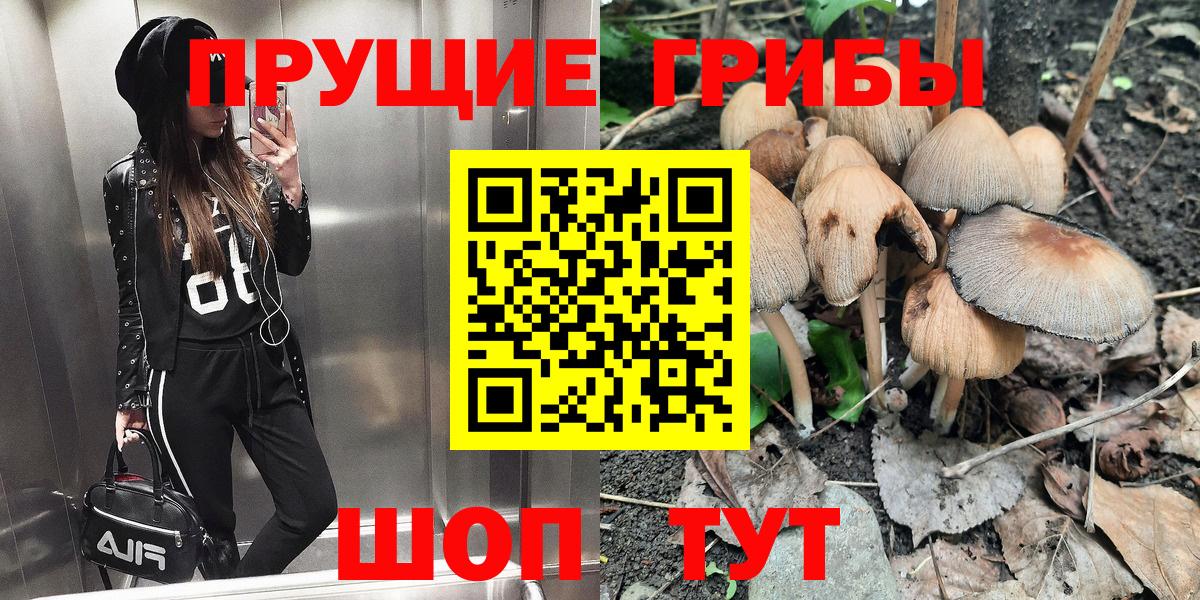 Псилоцибиновые грибы Psilocybe Вязьма